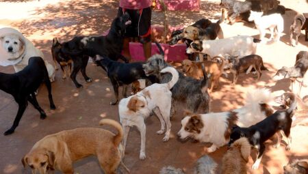 C&atilde;es de ONG - Foto: Roberto Higa
