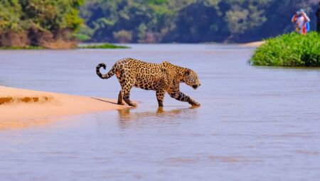 O Pantanal &eacute; reconhecido como refer&ecirc;ncia em turismo ecol&oacute;gico