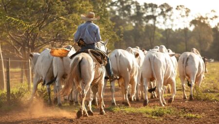 Pe&atilde;o morre duas semanas ap&oacute;s ser atacado por novilha em fazenda de &Aacute;gua Clara