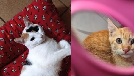 Atualmente, a Amicats mant&eacute;m mais de 400 gatos sob seus cuidados