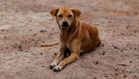 Famoso 'vira-lata caramelo' &eacute; cultura agora