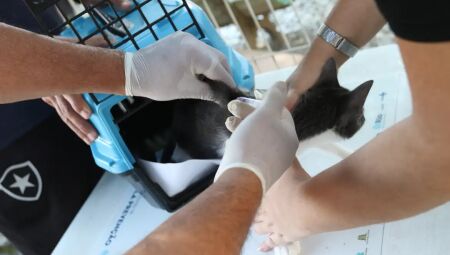 A&nbsp;doen&ccedil;a causada por fungos do g&ecirc;nero Sporothrix