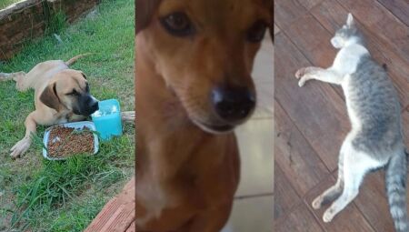 Pets v&iacute;timas de envenenamento - 