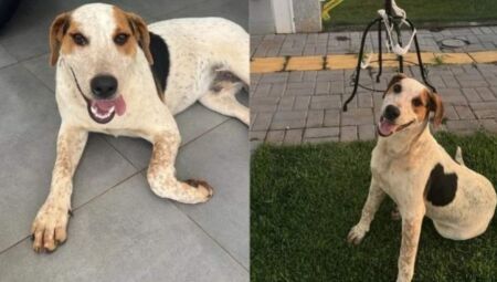 C&atilde;o comunit&aacute;rio, Abacate morre ap&oacute;s ser baleado e comove moradores