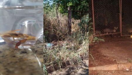 Foto: Reprodu&ccedil;&atilde;o Den&uacute;ncia