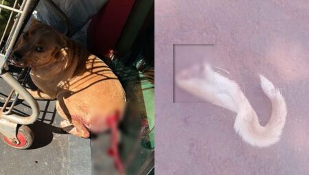 Reprodu&ccedil;&atilde;o / Alvorada Informa