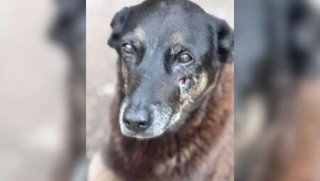 C&atilde;o "Orelha", animal comunit&aacute;rio que morreu por maus-tratos