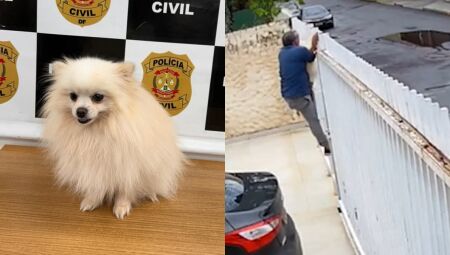 Fluffy foi devolvido &agrave; fam&iacute;lia ap&oacute;s a a&ccedil;&atilde;o  
