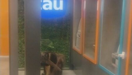 Animal estava em uma ag&ecirc;ncia na Avenida Mato Grosso