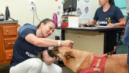 Aten&ccedil;&atilde;o, tutores! Castra&ccedil;&atilde;o gratuita abre 15 vagas por dia a partir de segunda em Campo Grande