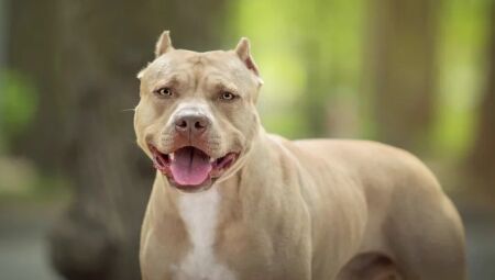 Imagem ilustrativa | C&atilde;o da ra&ccedil;a pitbull