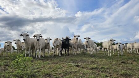 Pastagens t&ecirc;m sido recuperara pelo Governo de MS