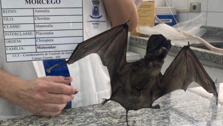 A Sesau refor&ccedil;a que manter a vacina&ccedil;&atilde;o anual de c&atilde;es e gatos &eacute; essencial para impedir a circula&ccedil;&atilde;o do v&iacute;rus 