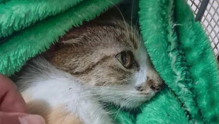 Gata ficou ferimentos graves ap&oacute;s epis&oacute;dio de maus-tratos