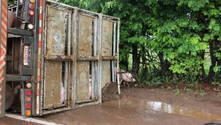 Caminh&atilde;o tombou nas margens da rodovia