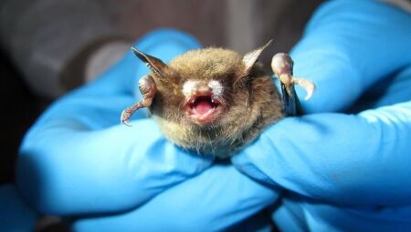 Morcego com raiva foi encontrado em Campo Grande