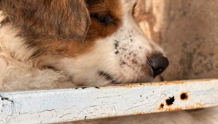 Animais est&atilde;o virando alvo f&aacute;cil dos humanos para agress&otilde;es