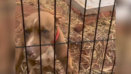 Animal estava abandonado numa ch&aacute;cara