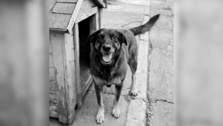 Animal comunit&aacute;rio morreu por maus-tratos