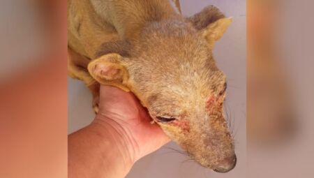 Cachorra estava com ferimentos no rosto