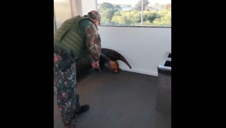 V&Iacute;DEO: Tamandu&aacute;-bandeira &eacute; capturado ap&oacute;s invadir shopping para 'dar role' em Campo Grande