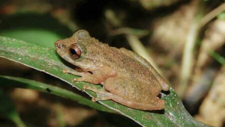 Foto: Divulga&ccedil;&atilde;o/Zootaxa