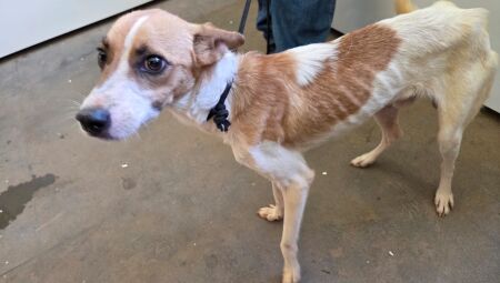 Um dos cachorros resgatados pela pol&iacute;cia