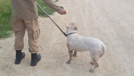 Pitbull solto na rua assusta moradores e &eacute; resgatado pelos bombeiros em Lad&aacute;rio