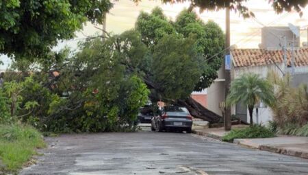V&Iacute;DEO: Chuva derruba &aacute;rvore sobre carro no S&atilde;o Loure&ccedil;o 