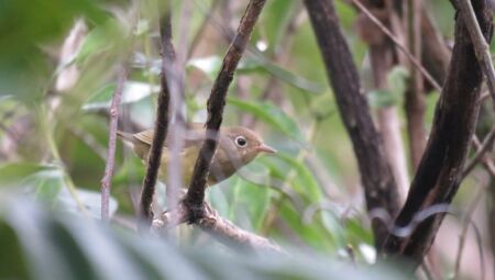 Esp&eacute;cie 'Mariquita-de-connecticut'. Ave registrada em MS s&oacute; havia sido registrada uma vez no Amazonas.
