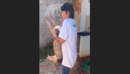 Cachorro foi resgatado por equipes da prefeitura