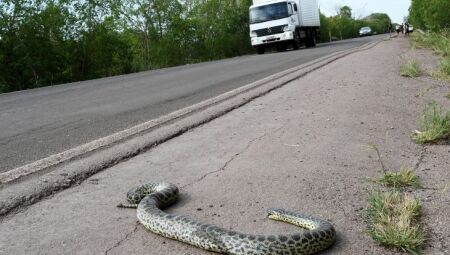Animal e rodovia - Foto: Ilustrativa