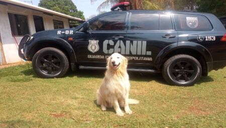 Kayon Max &eacute; um dos c&atilde;es presentes na corpora&ccedil;&atilde;o da GCM