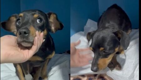 Protetora faz campanha para salvar cachorro resgatado ap&oacute;s atropelamento
