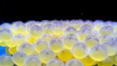 Entre as esp&eacute;cies reproduzidas, 32 s&atilde;o do bioma Pantanal