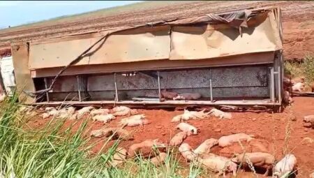 Caminh&atilde;o que transportava leit&otilde;es sai da pista e tomba em MS