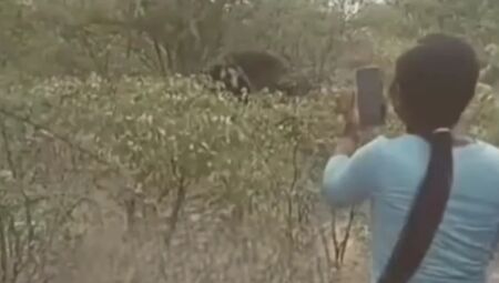Mulher &eacute; morta por elefante ap&oacute;s provocar animal na Nam&iacute;bia
