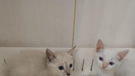 Feira de ado&ccedil;&atilde;o ter&aacute; filhotes de gatos resgatados neste s&aacute;bado na Capital