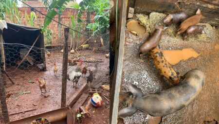 Homem &eacute; preso por criar porcos e aves em condi&ccedil;&otilde;es irregulares em bairro de Campo Grande