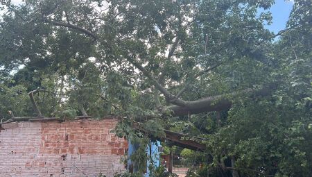 &Aacute;rvore caiu na casa e precisou ser cortada pelo Corpo de Bombeiros