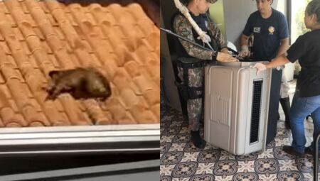 Macaco-prego aparece em cozinha e mobiliza equipes ambientais na Capital
