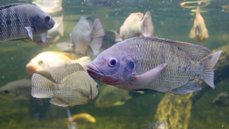 MS registra alta de 3 mil% nas exporta&ccedil;&otilde;es de til&aacute;pia e setor ganha for&ccedil;a na Sexta-Feira Santa