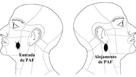 Reprodu&ccedil;&atilde;o / Laudo
