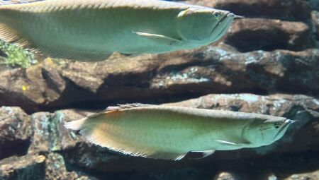 No embalo do rock, peixes do Bioparque ganham nomes de Axl e Slash