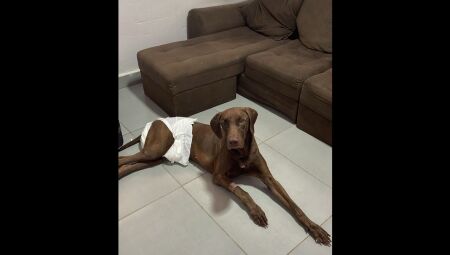 Cachorro Bills enfrenta doen&ccedil;a agressiva e fam&iacute;lia pede ajuda para salv&aacute;-lo