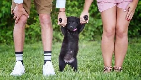 Lei cria regras para guarda compartilhada de pets 
