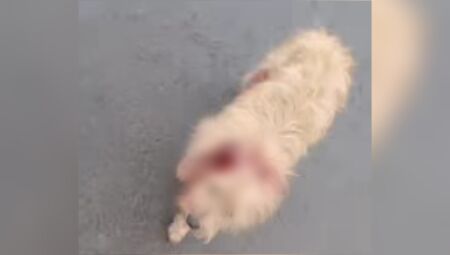 Cachorrinho teve a orelha cortada