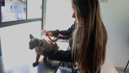 A iniciativa busca ampliar o acesso da popula&ccedil;&atilde;o aos cuidados b&aacute;sicos com c&atilde;es e gatos
