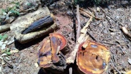 Respons&aacute;vel autuado em R$ 15 mil por explora&ccedil;&atilde;o irregular em &aacute;rea protegida