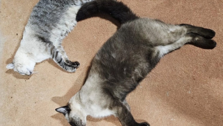 Dois gatos s&atilde;o encontrados mortos com sinais de envenenamento